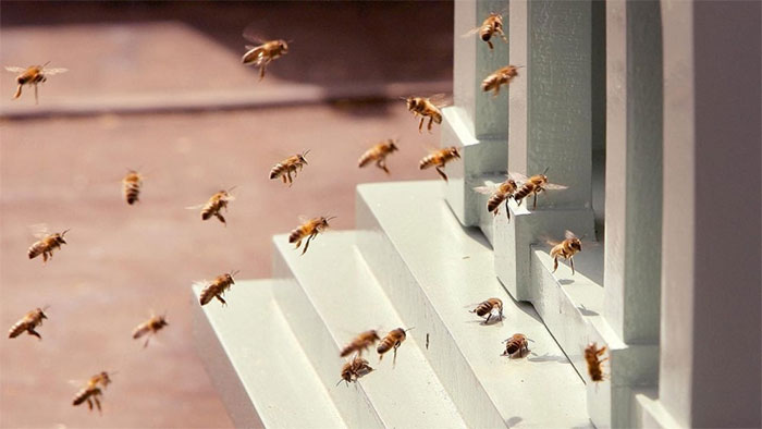Giải mã giấc mơ nằm mơ thấy ong đuổi - Nằm mơ thấy ong đuổi điềm gì?